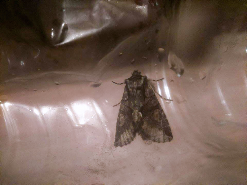 Allophyes oxyacanthae - galagonyabagoly