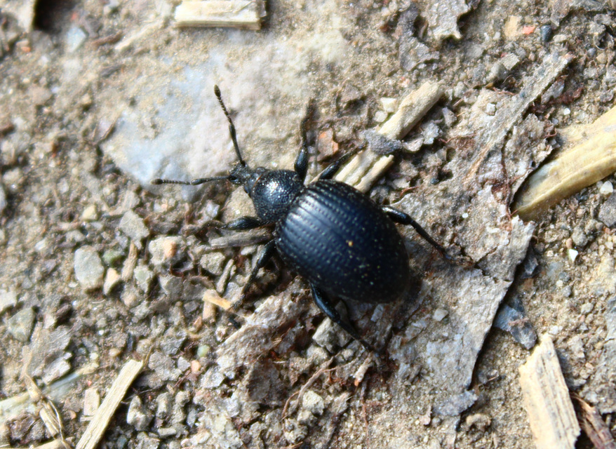 Otiorhynchus catenulatus - gyászos gyalogormányos