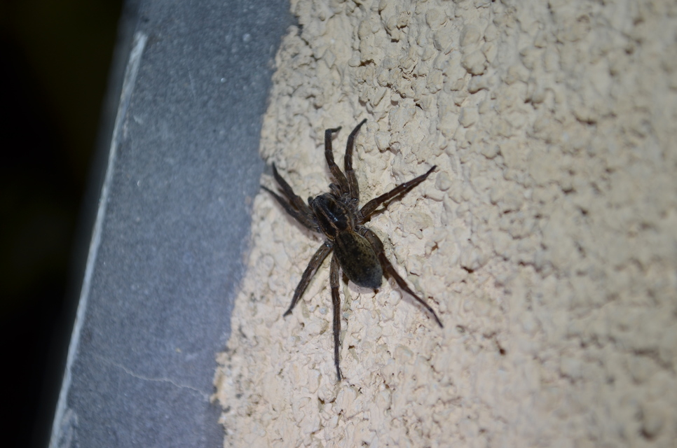Lycosidae - farkaspókok