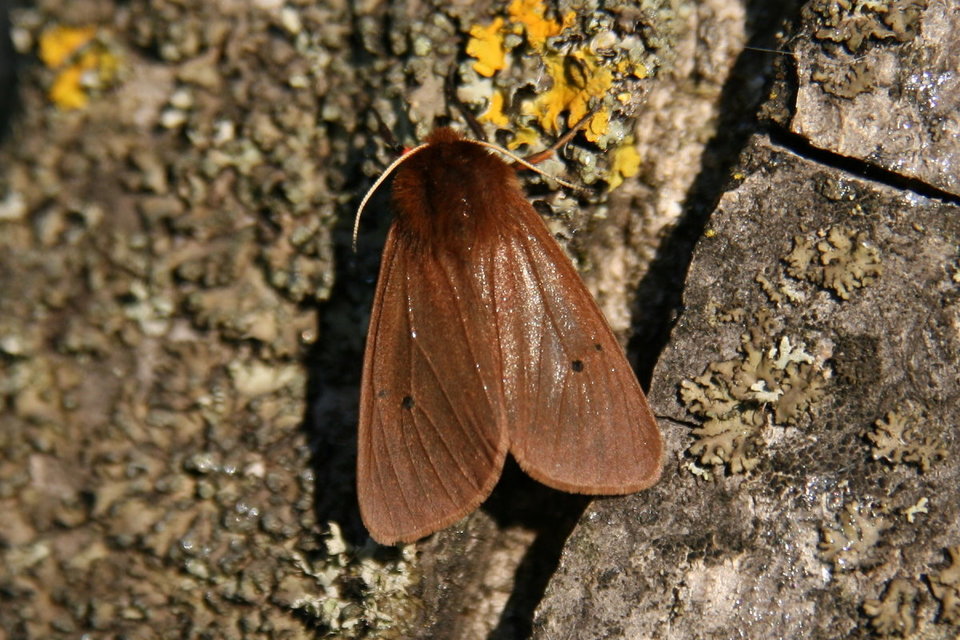 Phragmatobia fuliginosa - füstös medvelepke
