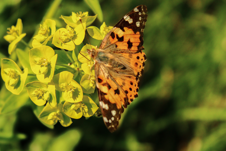Vanessa cardui - bogáncslepke