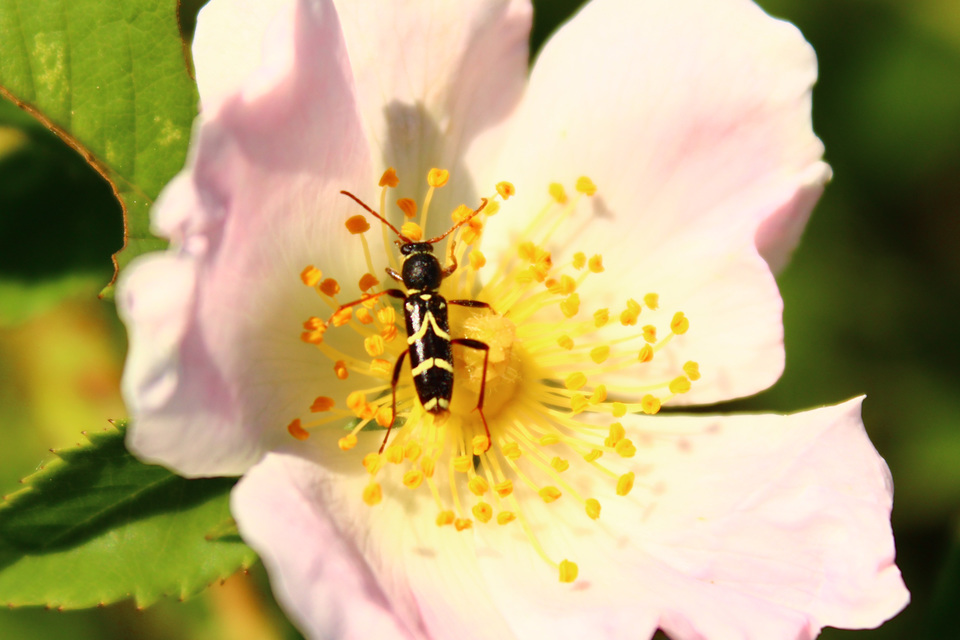 Clytus rhamni - benge-darázscincér