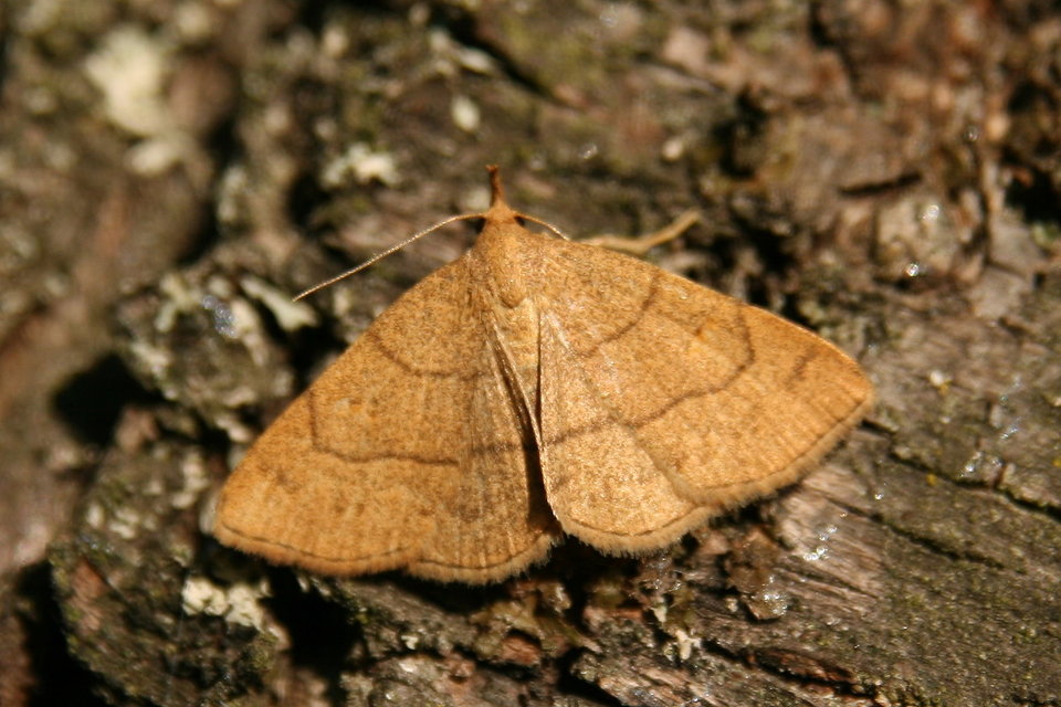 Paracolax tristalis - sárgás karcsúbagoly