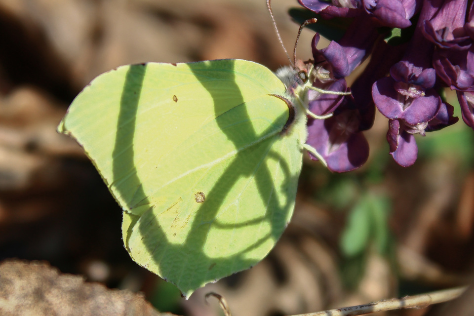 Gonepteryx rhamni - citromlepke