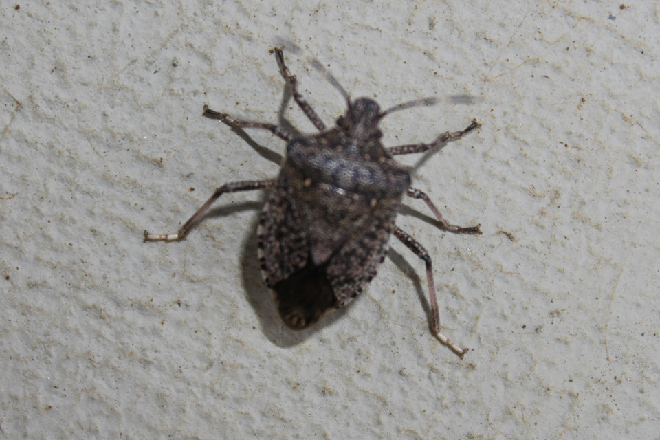 halyomorpha halys - Halyomorpha halys