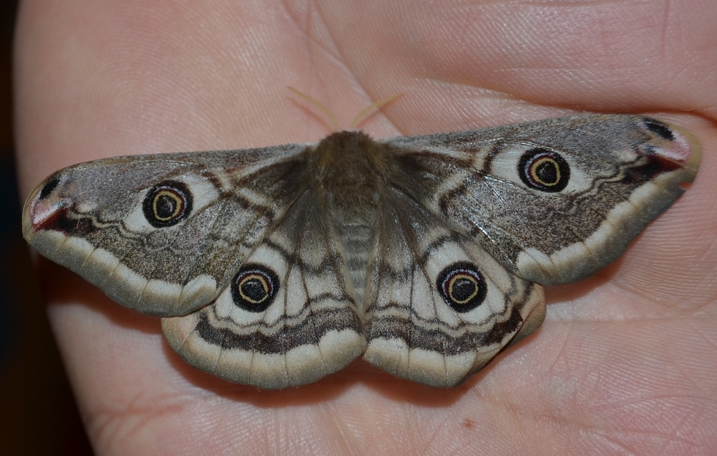 Saturnia pavoniella/pavonia