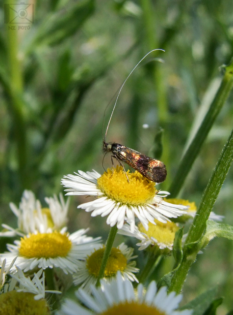 Nemophora fasciella - feketesávú tőrösmoly