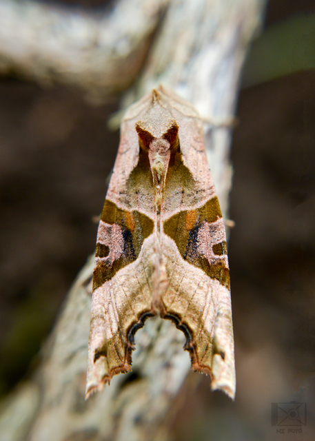 Phlogophora meticulosa - vándorló csipkésbagoly