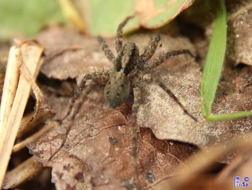 Pardosa