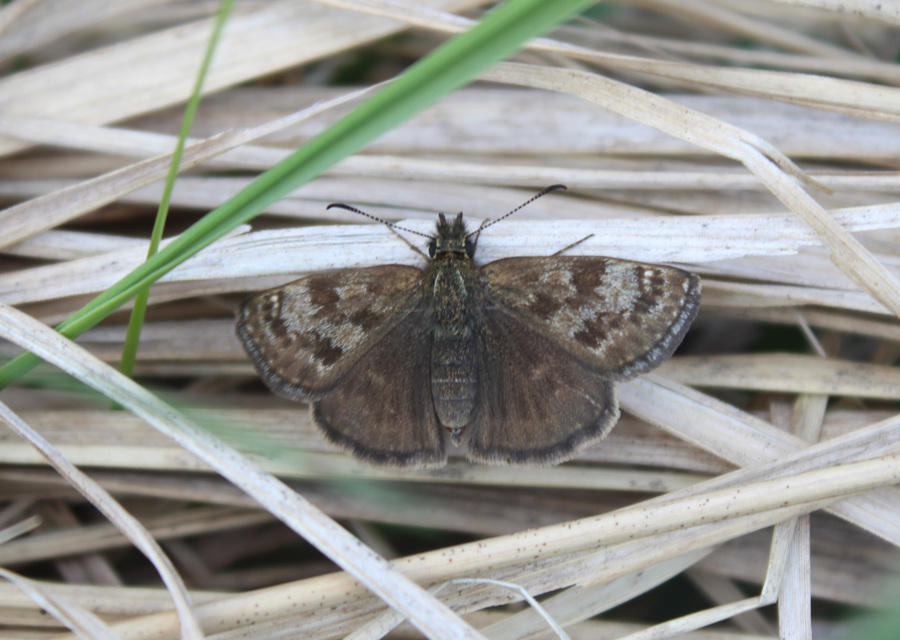 Erynnis tages - cigánylepke