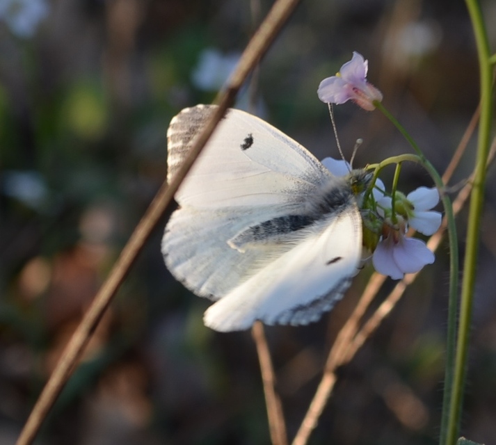 Anthocharis cardamines - hajnalpírlepke