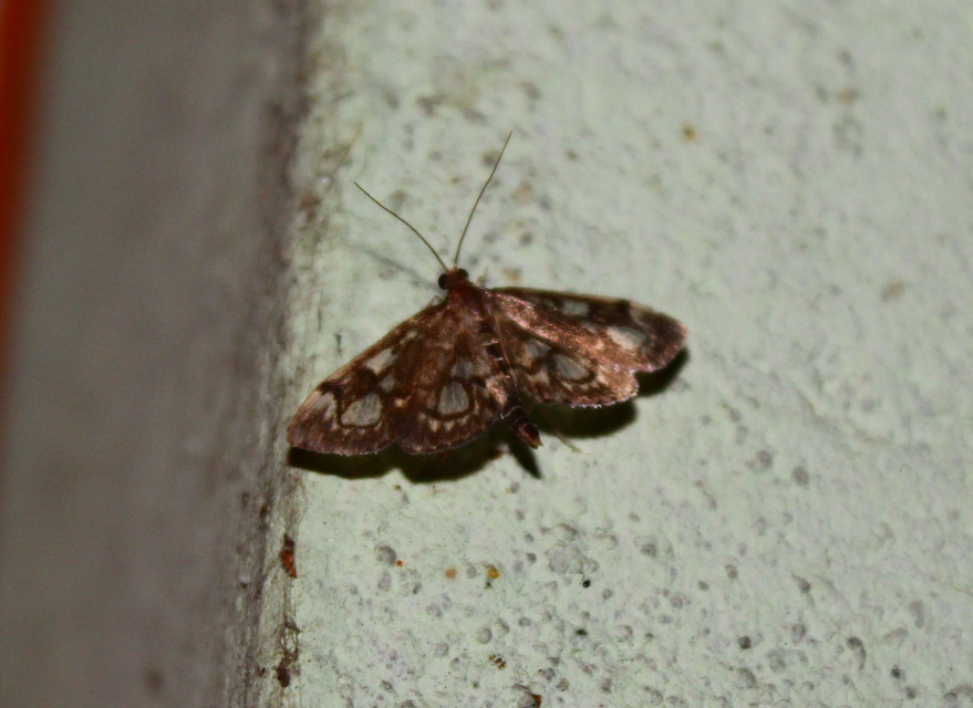 Anania coronata - koronás dudvamoly