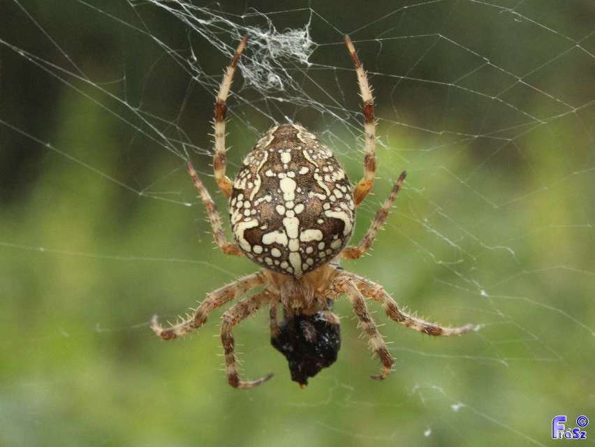Araneus diadematus - koronás keresztespók