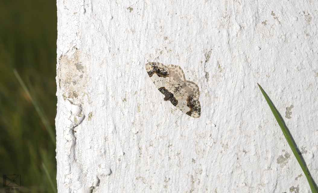 Ligdia adustata - barna levélaraszoló
