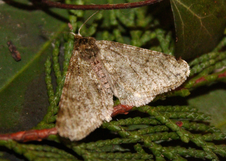 Apocheima pilosaria - zöldes tavasziaraszoló