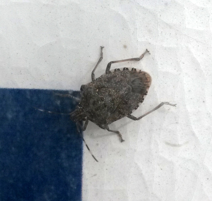 halyomorpha halys - Halyomorpha halys