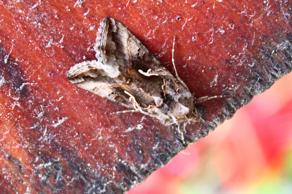 Autographa gamma - gammalepke