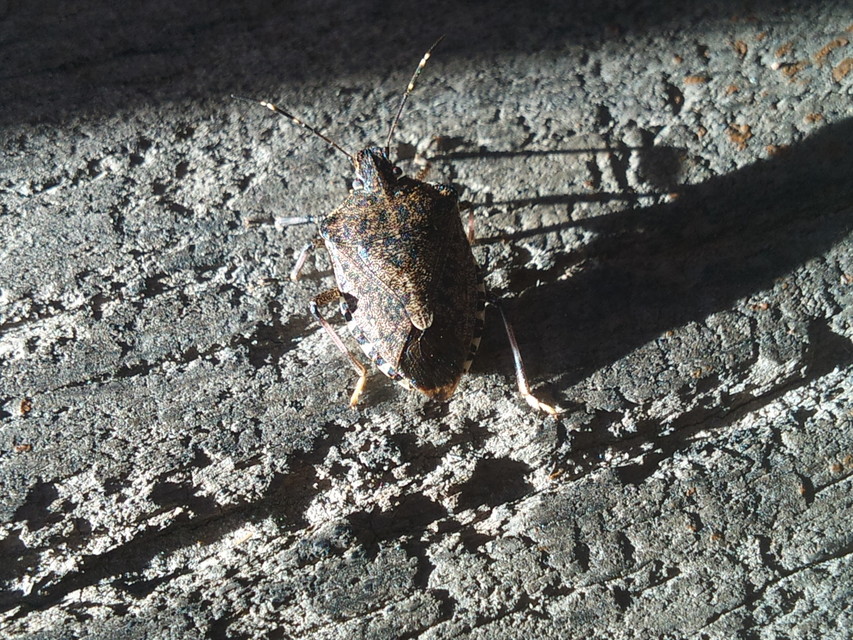 halyomorpha halys - Halyomorpha halys