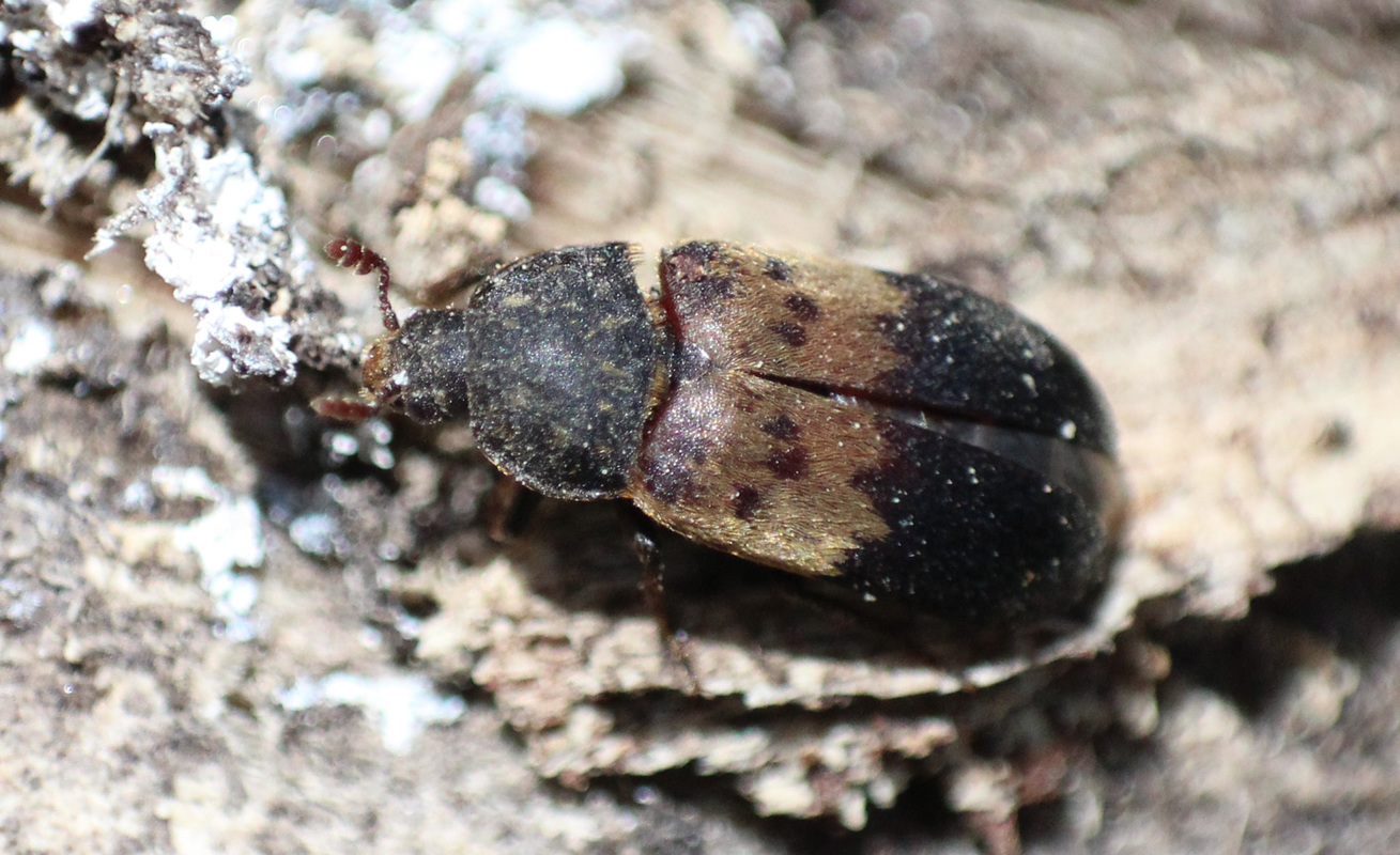 Dermestes lardarius - szalonnaporva
