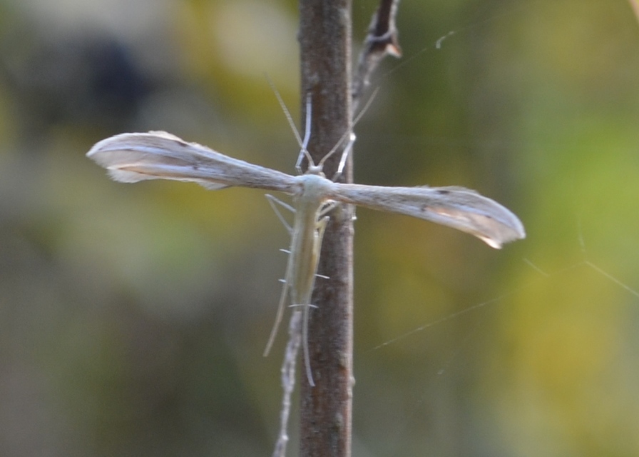 Pterophoridae - tollasmolyfélék