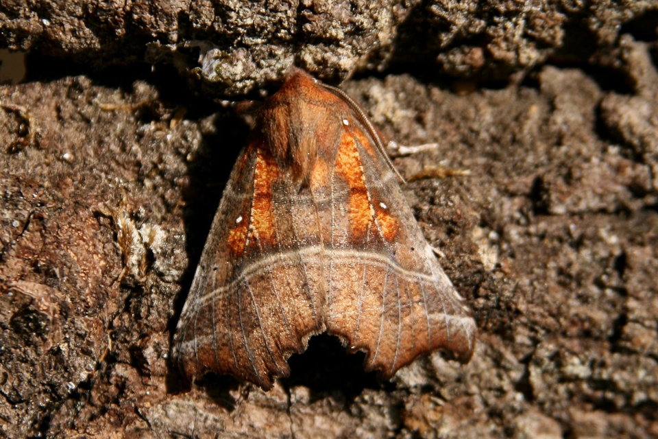 Scoliopteryx libatrix - vörös csipkésbagoly