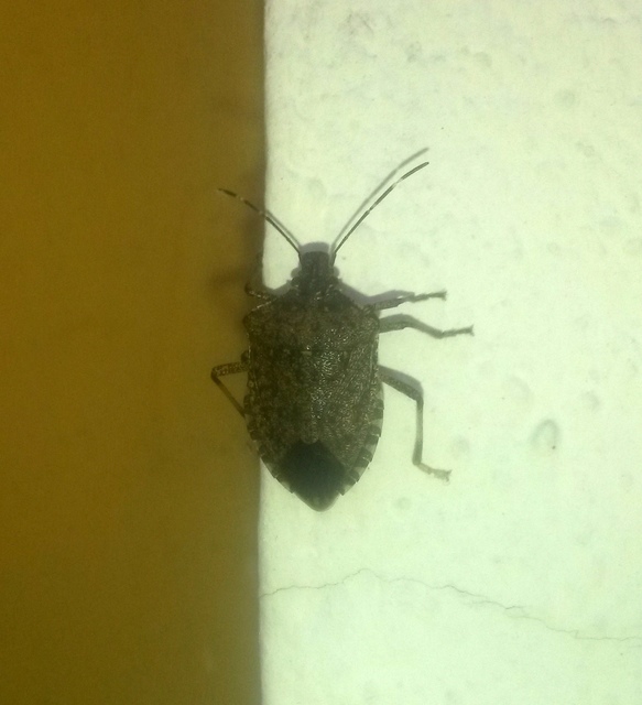 halyomorpha halys - Halyomorpha halys