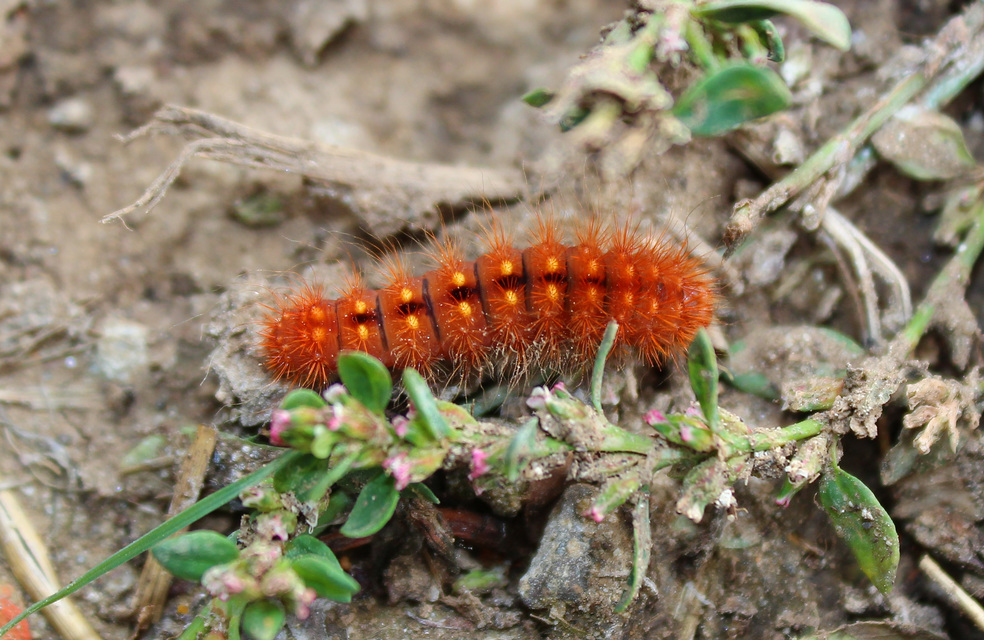 Acronicta auricoma - aranyos szigonyosbagoly