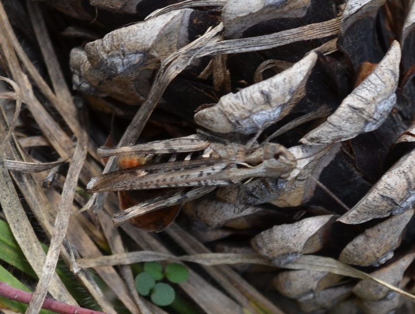 Chorthippus (Glyptobothrus) (subgenus)