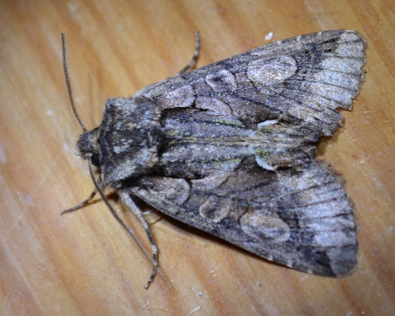 Allophyes oxyacanthae - galagonyabagoly