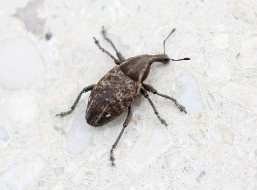 Lepyrus capucinus - pettyes fűzormányos