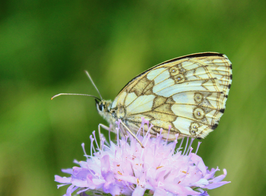 Melanargia galathea - sakktáblalepke