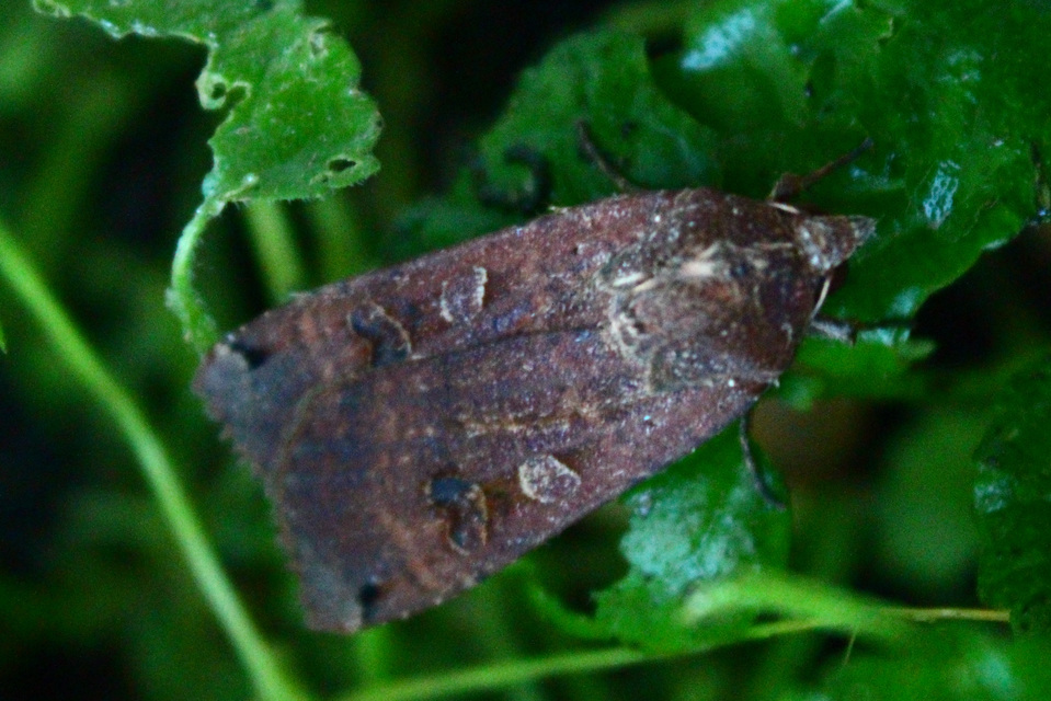 Noctua pronuba - nagy sárgafűbagoly
