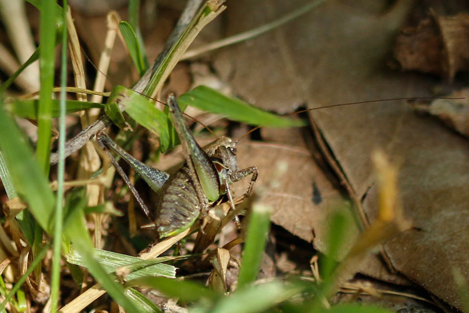 Pholidoptera griseoaptera - szürke avarszöcske
