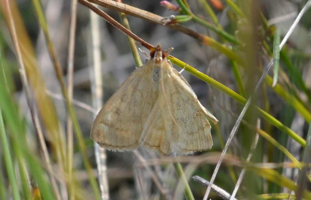 Sitochroa verticalis - világossárga dudvamoly