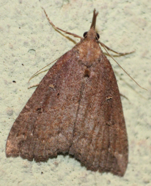 Hypena rostralis - közönséges karcsúbagoly