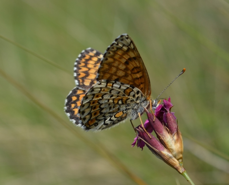 Melitaea cinxia - réti tarkalepke