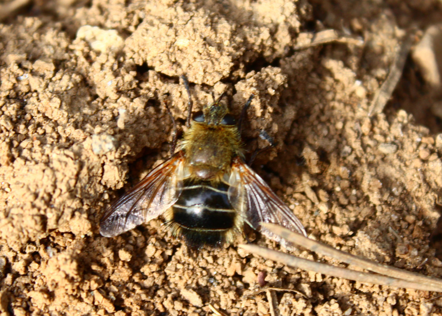 Tachina ursina