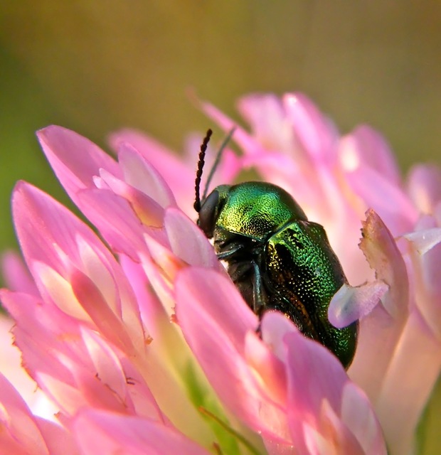 Cryptocephalus