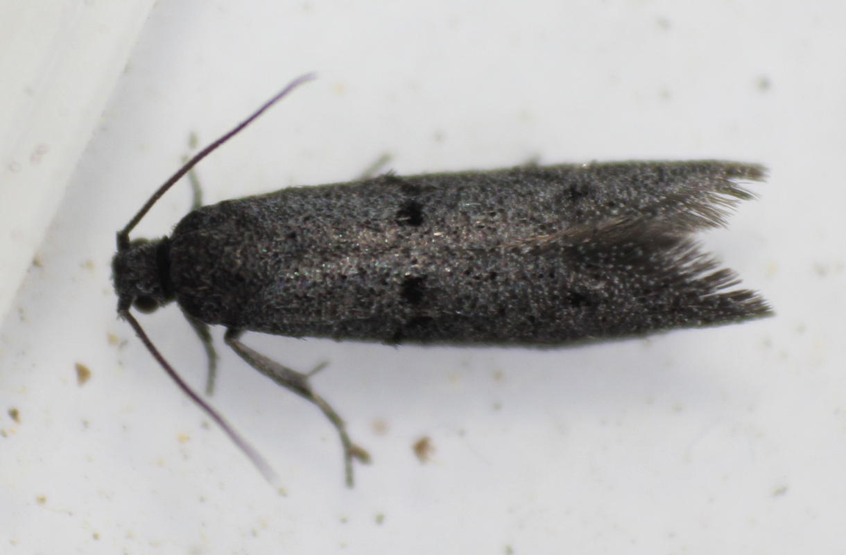 Wockia asperipunctella - szürke nyárfamoly