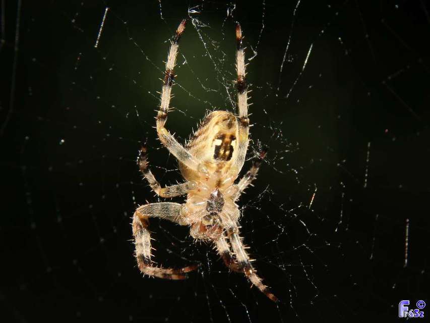 Araneus diadematus - koronás keresztespók