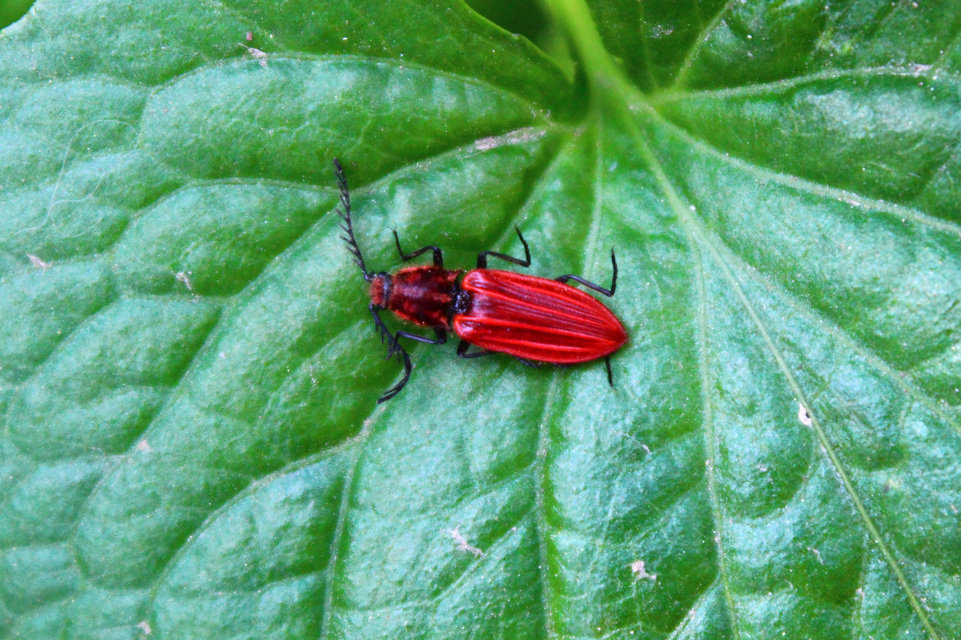 Anostirus purpureus - tűzvörös pattanó