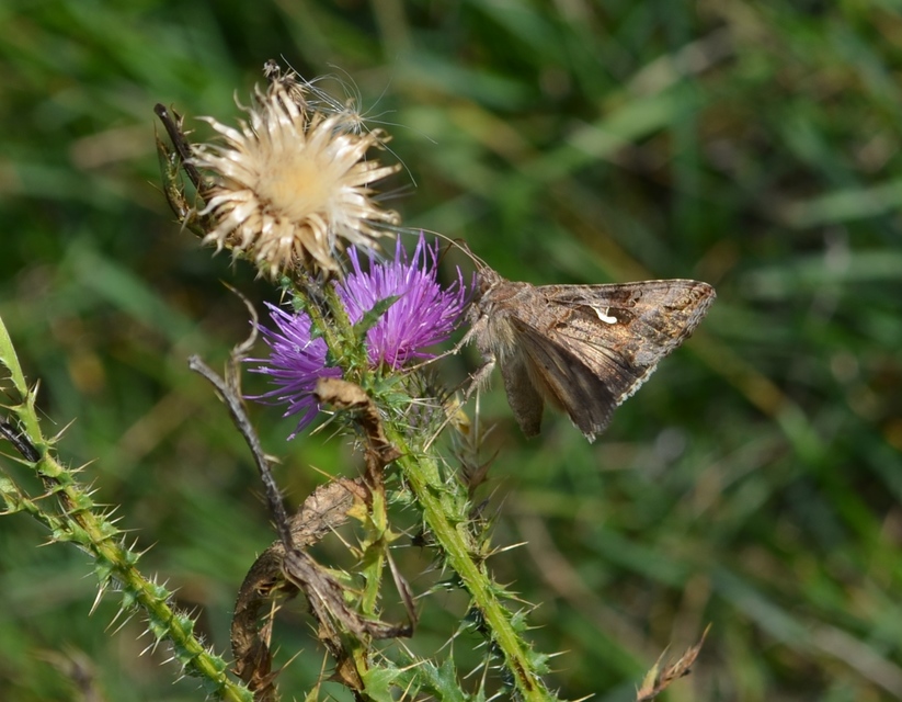 Autographa gamma - gammalepke