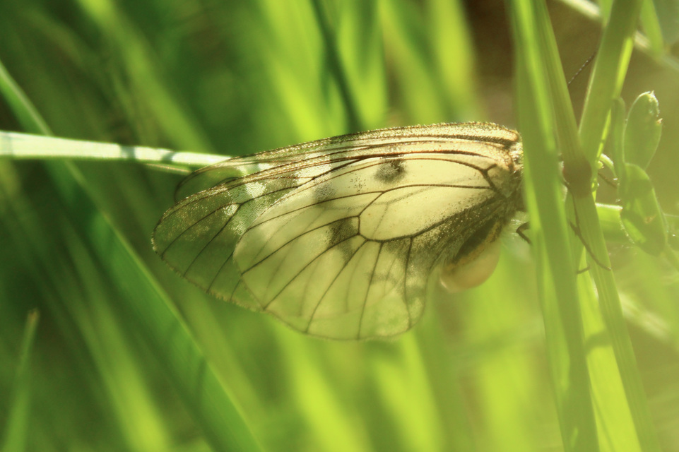 Parnassius mnemosyne - kis apollólepke