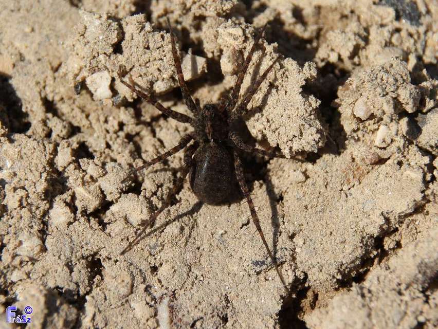 Pardosa