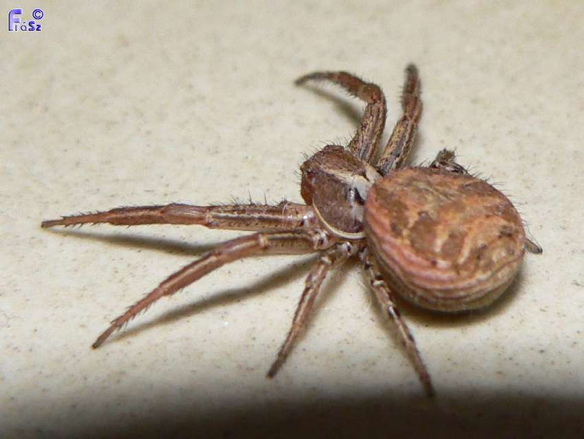 Xysticus