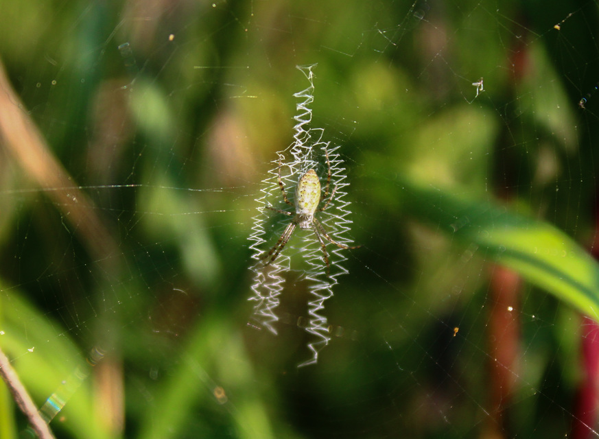 Argiope bruennichi - darázspók