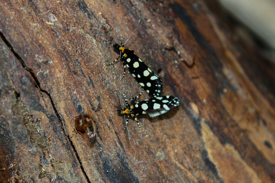 Euplocamus anthracinalis - fésűscsápú korhadékmoly