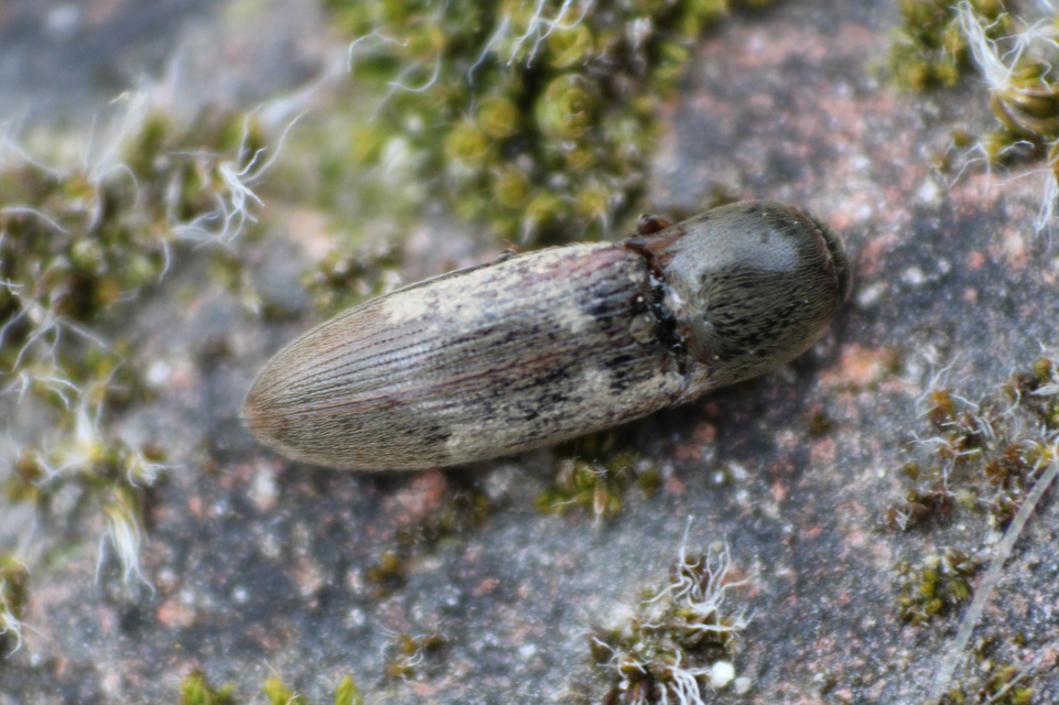 Agriotes