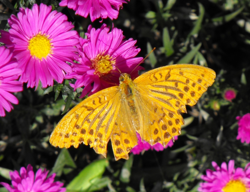 Argynnis paphia - nagy gyöngyházlepke