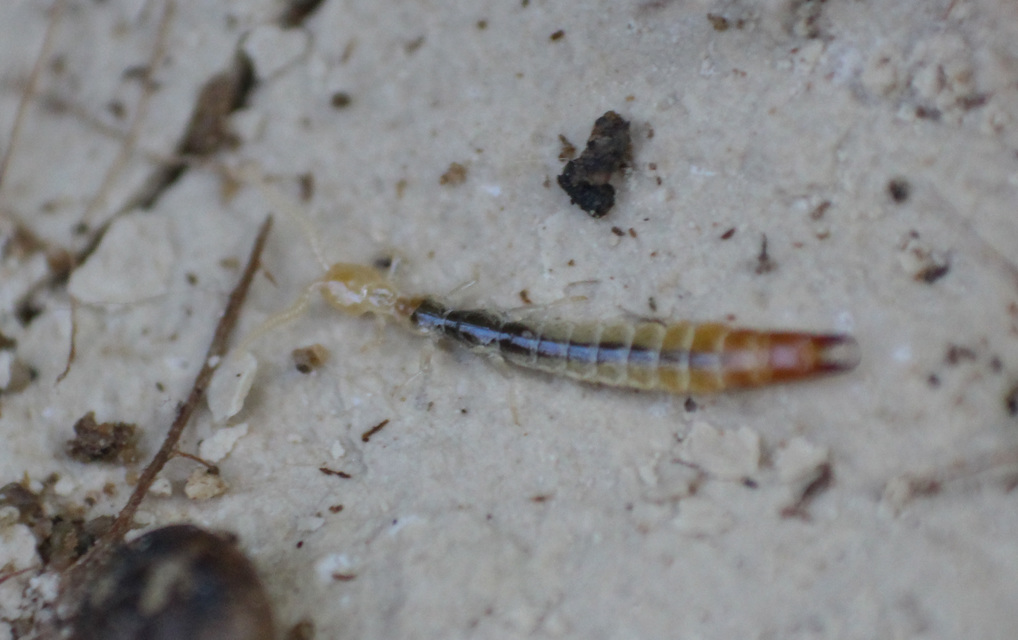 Japygidae